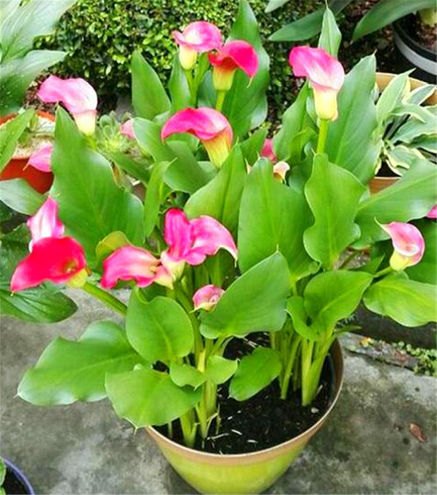 马蹄莲怎么可以开花多,马蹄莲开花的方式是什么