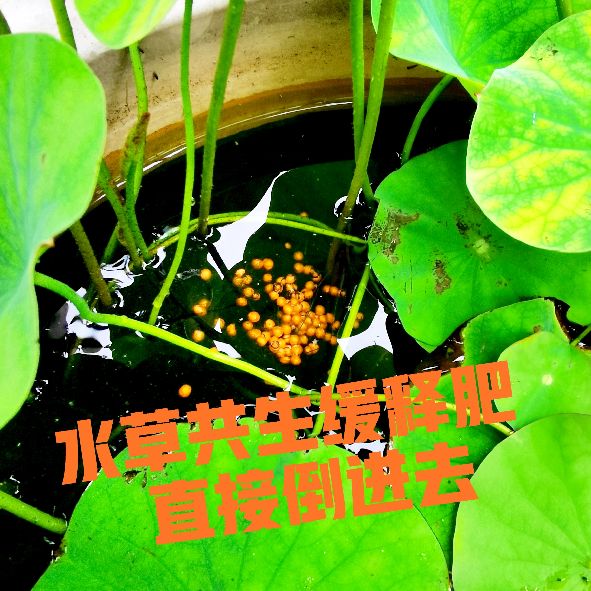 睡莲的正确摆放方法及禁忌,家庭养睡莲放哪里最好