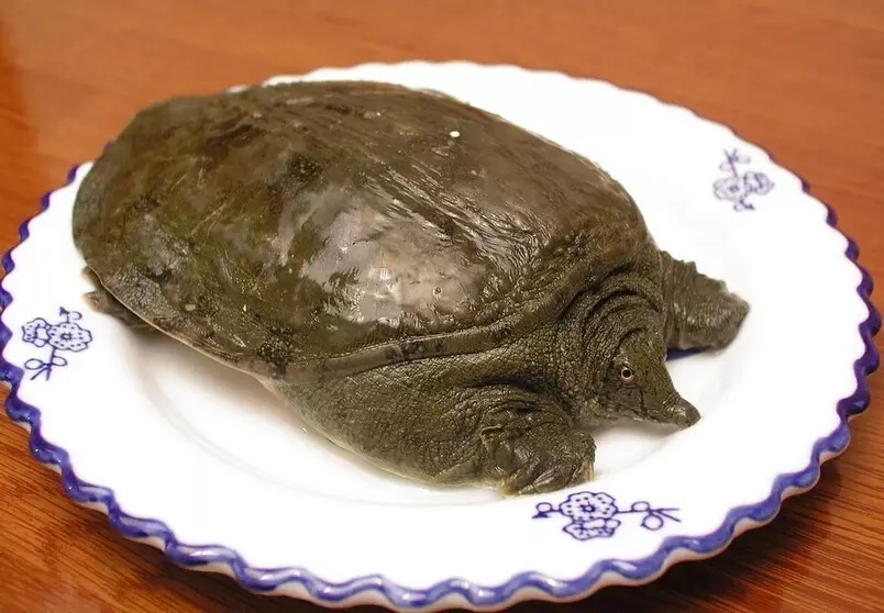 史上最全海鲜视频,史上最全海鲜贝类大全