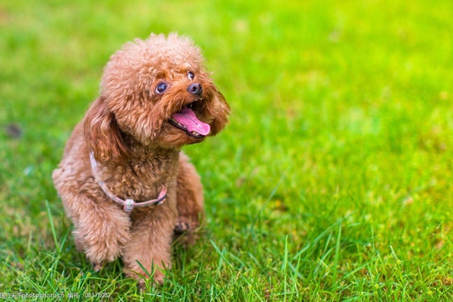 简述贵宾犬拉姆装的修剪要点,贵宾犬拉姆装就是运动装吗