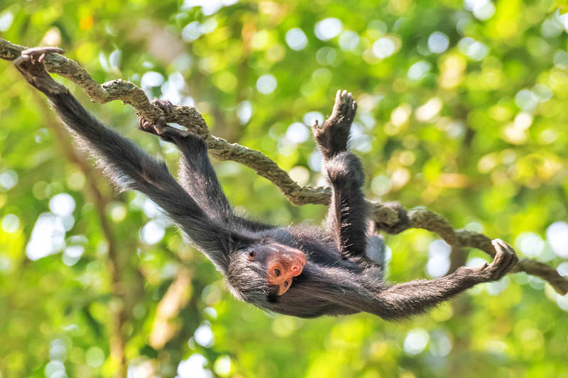 广州长隆野生动物世界旅游攻略,长隆野生动物世界攻略2-3天广州游