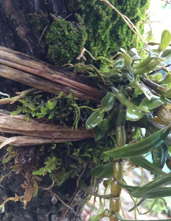 致富经种植新商机,种植致富好项目