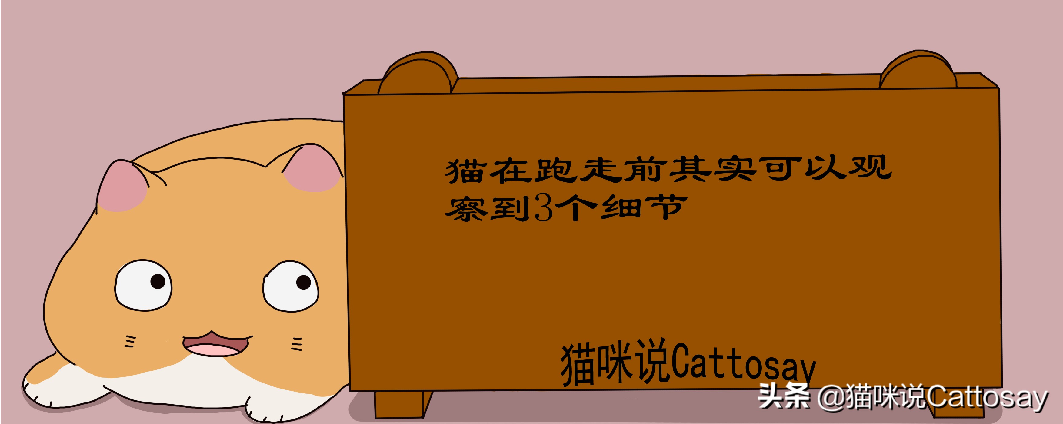 启禀铲屎官：您的猫跑了，猫想跑时会有3个细节