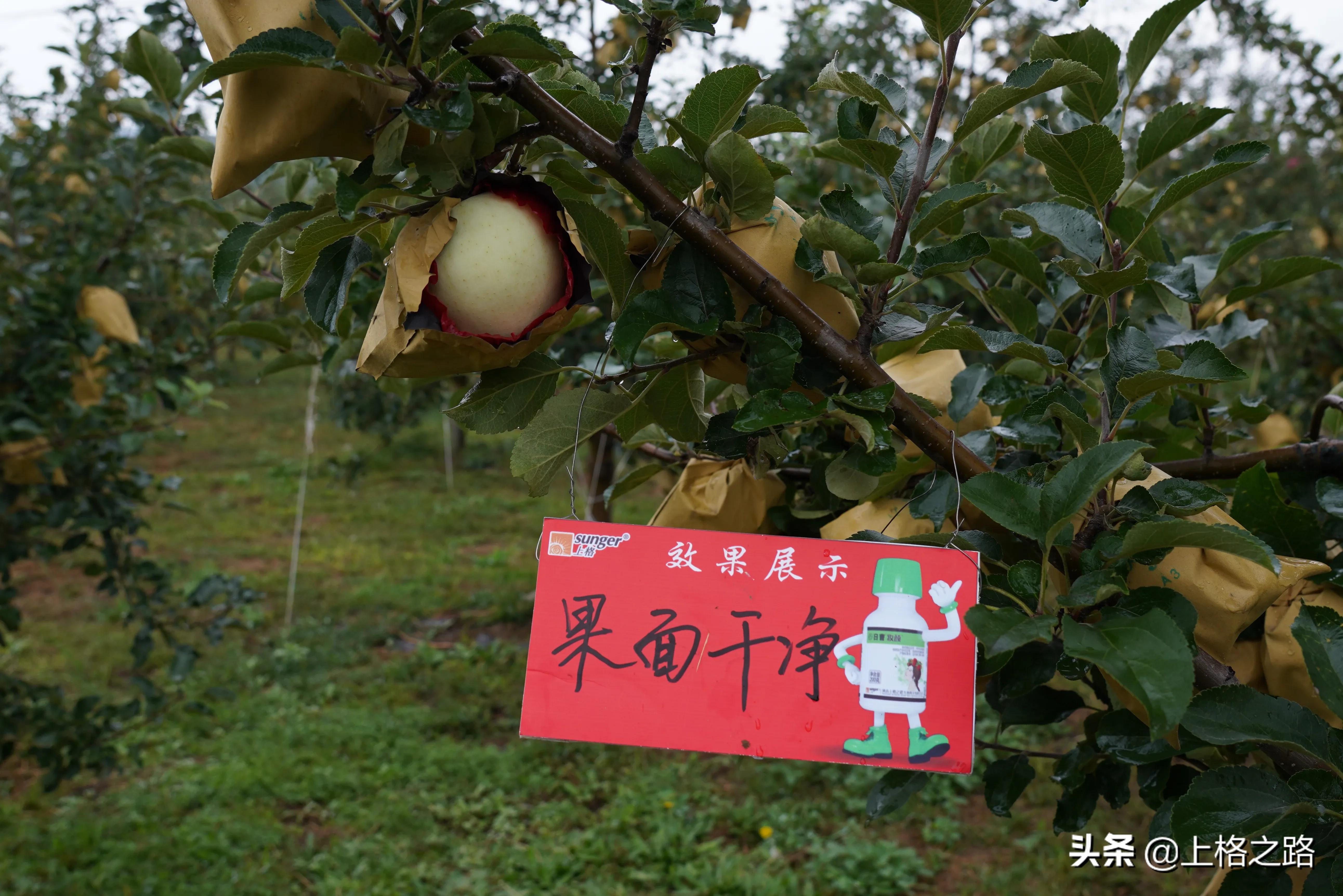 苹果产业的提质增效,平凉市苹果产业发展