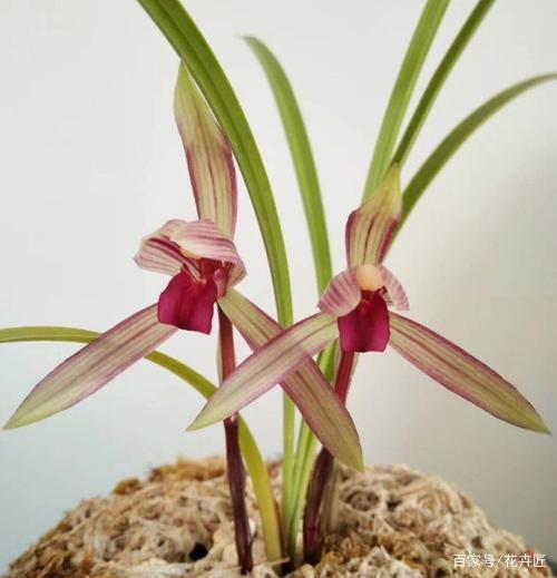 开花最香的传统兰花品种,云南怒江兰坪名贵莲瓣兰花