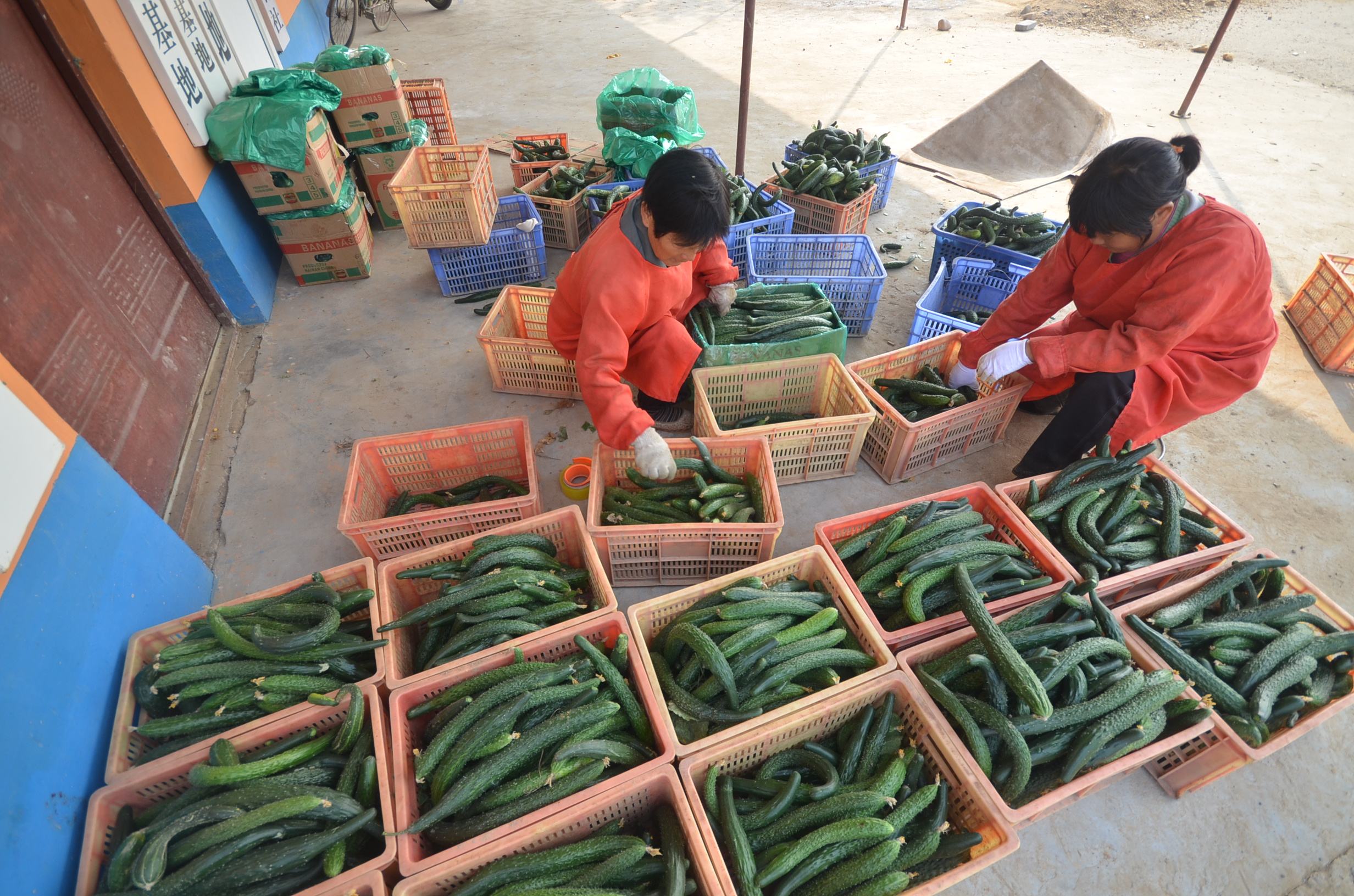 黄瓜弯曲的原因及解决方法,黄瓜生长期间怎么预防病害