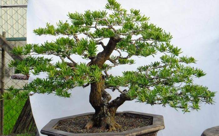 盆栽罗汉松叶子干枯是什么原因,罗汉松大片枯叶干枝什么原因