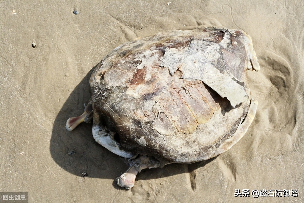 神龟虽寿犹有竟时解释,神龟虽寿犹有竟时什么意思