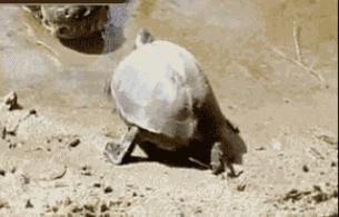 老虎：这是我准备养大吃的，你来凑什么热闹