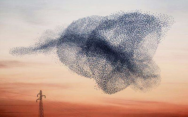 中国军用无人机蜂群技术领先全球,中国蜂群无人机技术