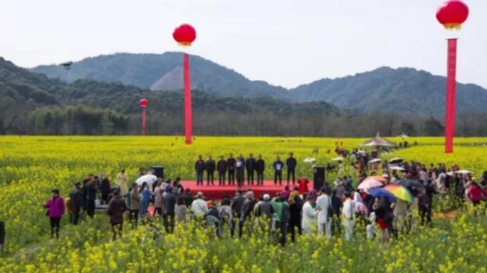 黄山踏青油菜花图片,黄山油菜花景观进入最佳观赏期
