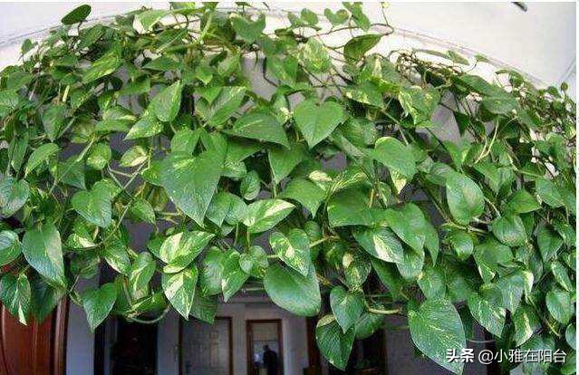 绿萝叶片发黑，10天喷一次这，一个月变绿油油，叶片多，爬藤快！