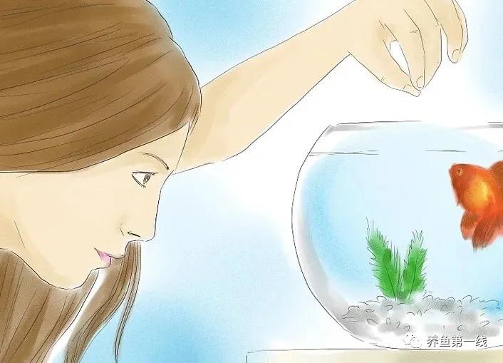 金鱼常见的品种可以分成哪五大类,金鱼品种大全及图释