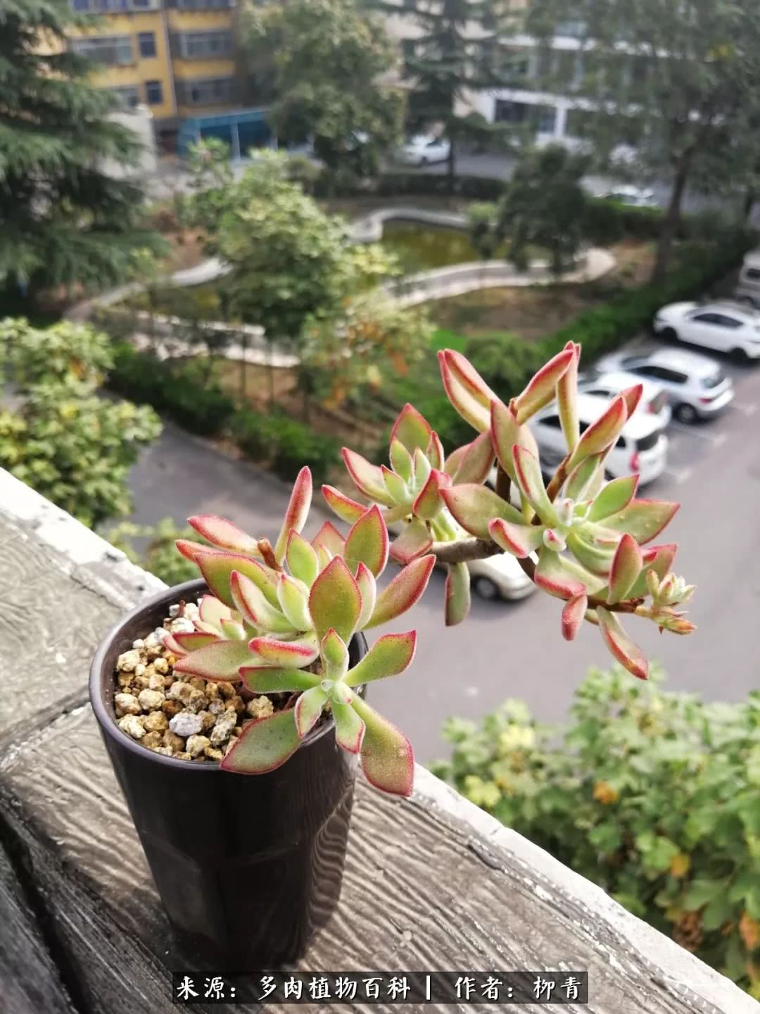 从入卡坑一个月到入卡坑三年,从入坑到现在所有品种开花图