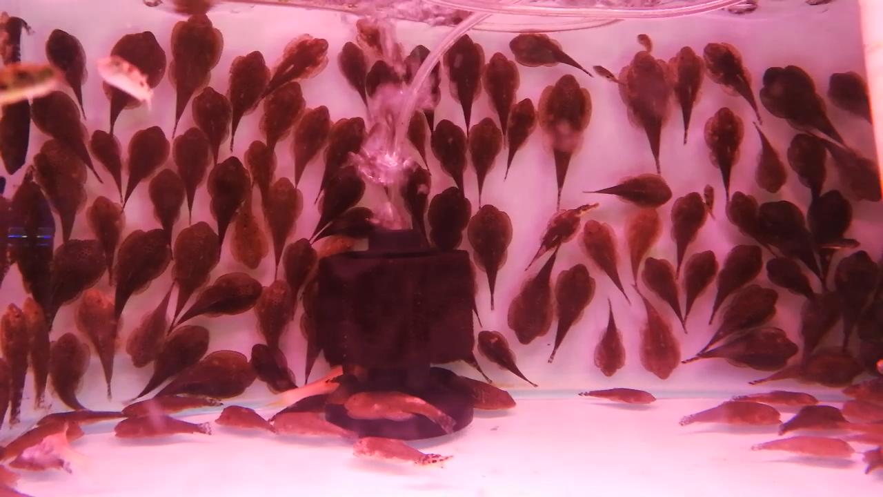 凶猛观赏鱼从哪里买,观赏鱼市场买热带鱼