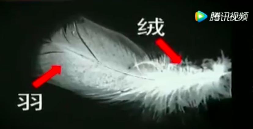 7-12岁适合乳胶枕还是荞麦枕,羽绒枕头和荞麦枕哪个好