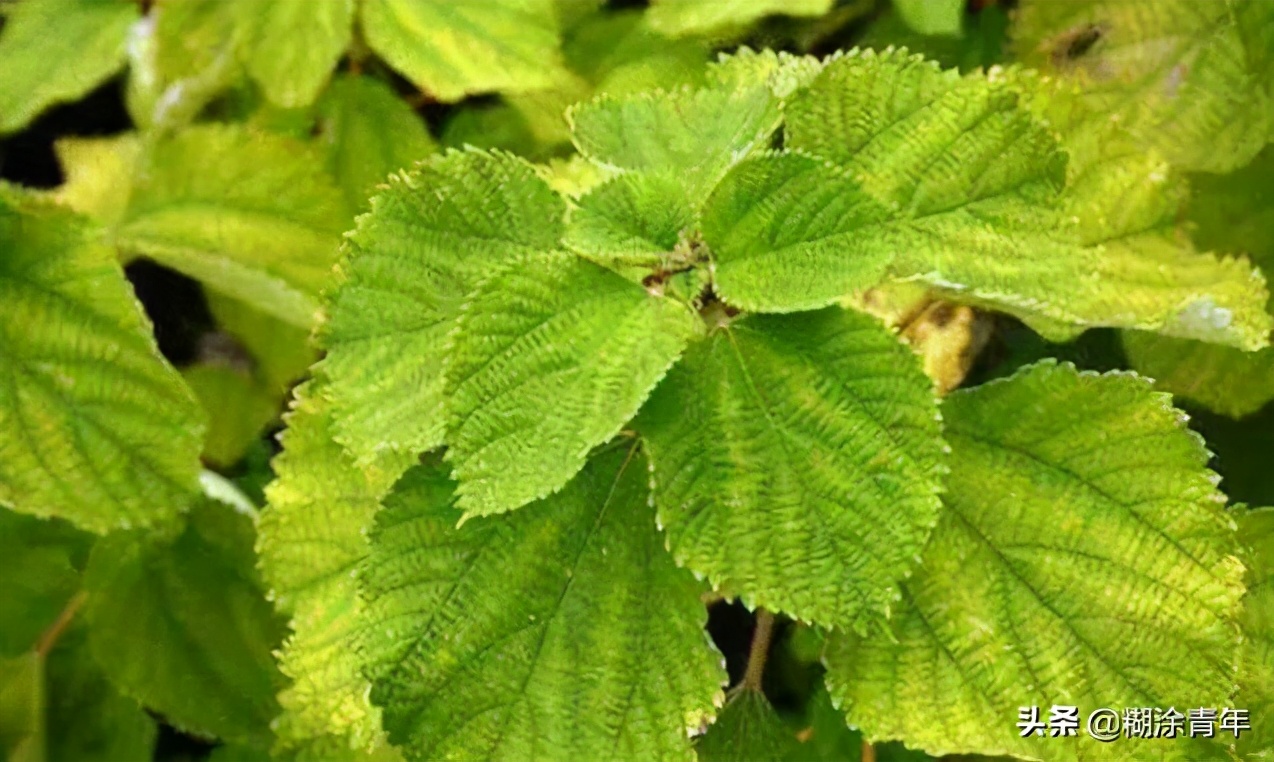 历史上汕尾属不属于潮汕,汕尾隐秘的角落