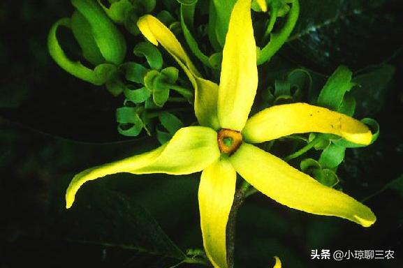 小琼聊三农:香水原产料,与您分享依兰花的种植小技巧及管理方法