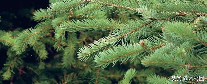 加拿大盛产哪些木材,加拿大bc省真实图片