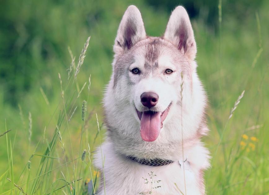 怎么区分哈士奇是纯种还是串串？ 纯种哈士奇具备4点，仔细看了