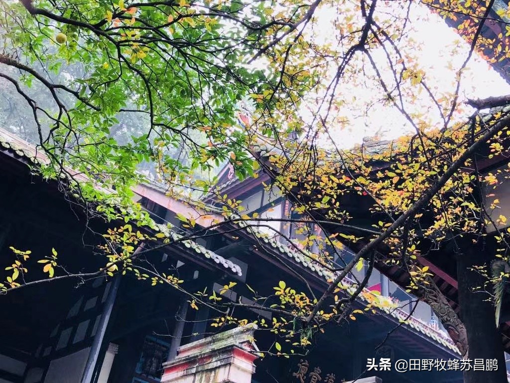 土蜂蜜枇杷蜜采集,枇杷蜜在几月采