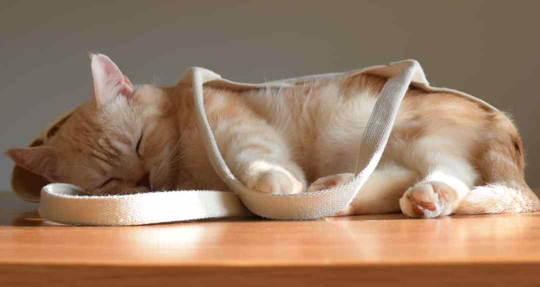 宠物科普知识大全素材,宠物吸入性肺炎治疗