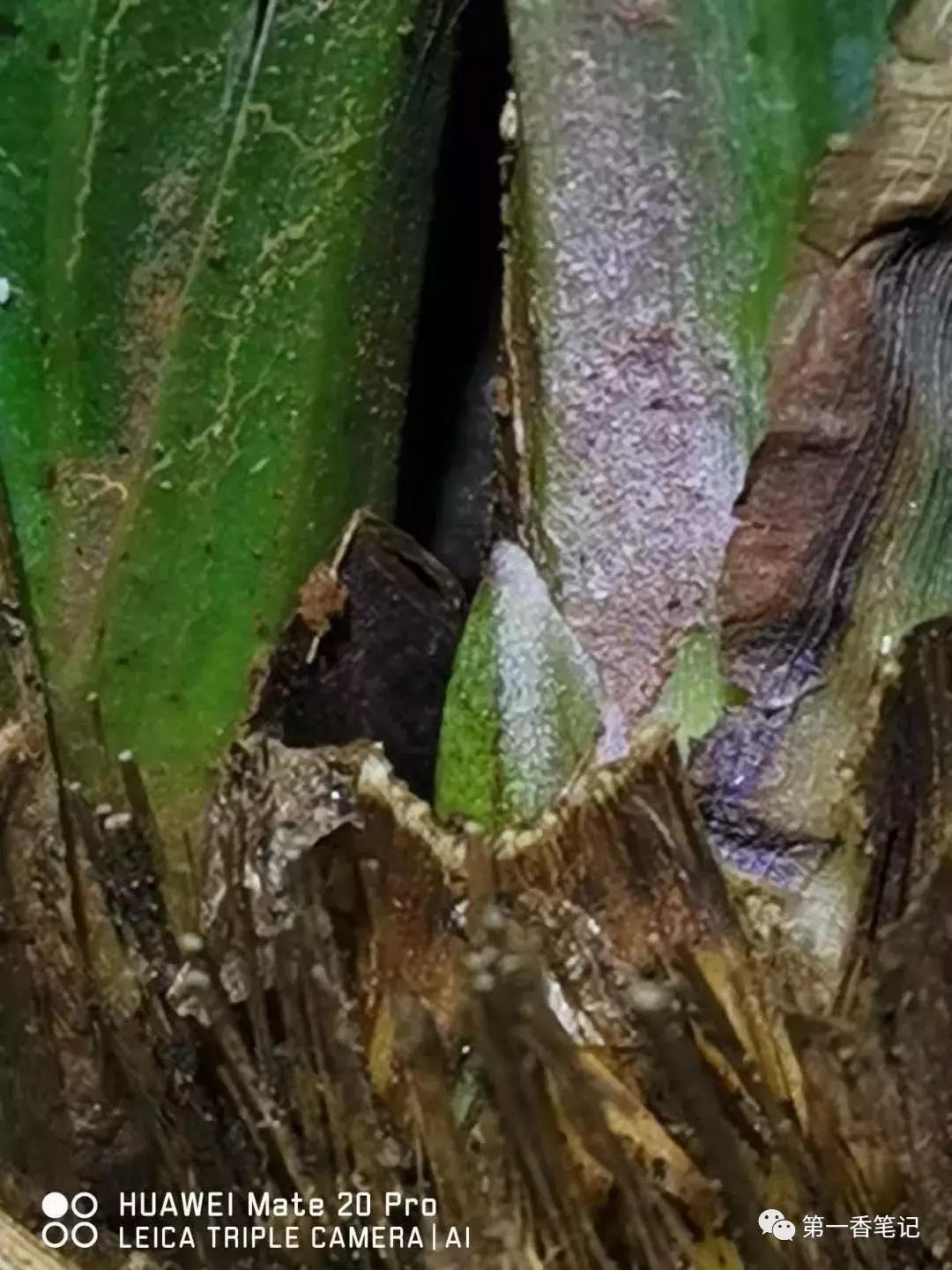 兰花品种鉴别视频,兰花花芽的鉴别