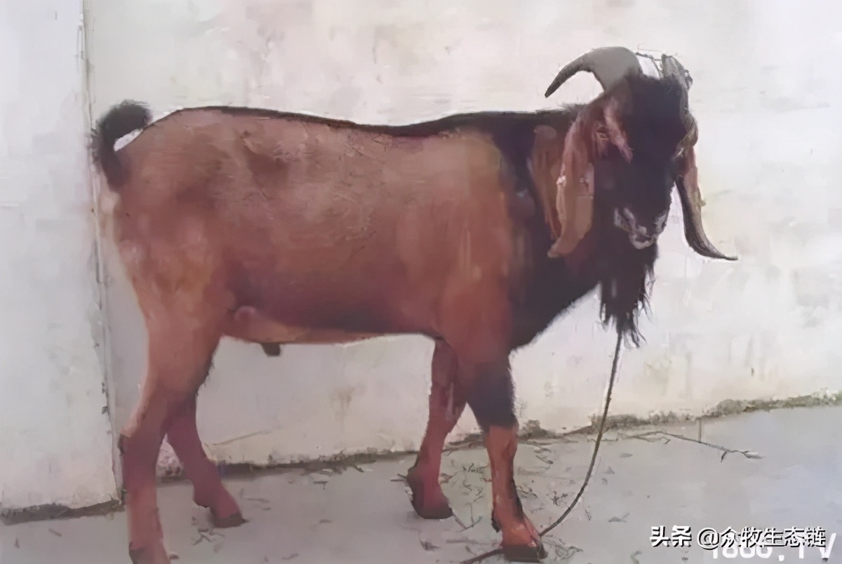 世界上最好的羊是哪个羊,世界最好的羊排名前十