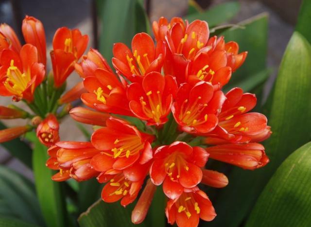 8月份能给君子兰换盆的正确方法,君子兰换盆以后都有哪些服盆方法