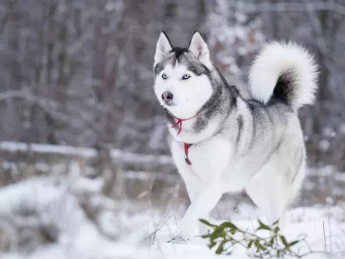 美国家庭都养什么犬,美国人喜欢养什么猛犬