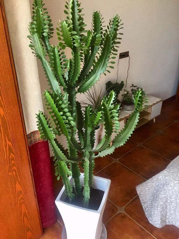 多肉光棍树喜酸还是喜碱,光棍树多肉怎么解毒