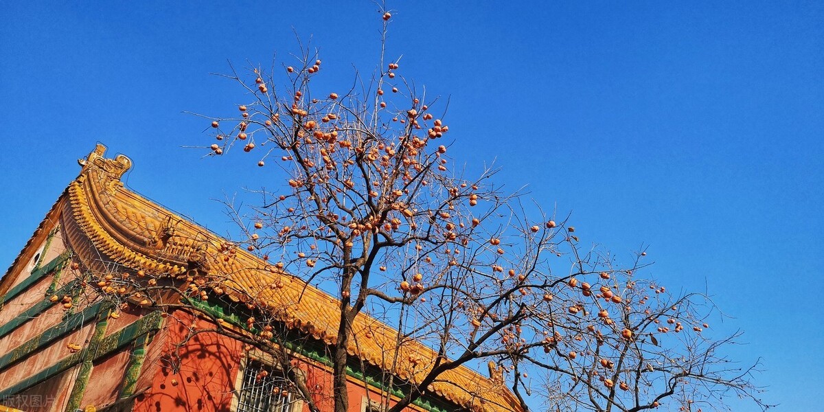 历史上乾隆玫嫔孩子,历史上真正的玫嫔