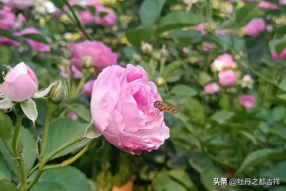 小小精灵采蜜忙,蜜蜂鲜花两相映!小手机拍出大意境