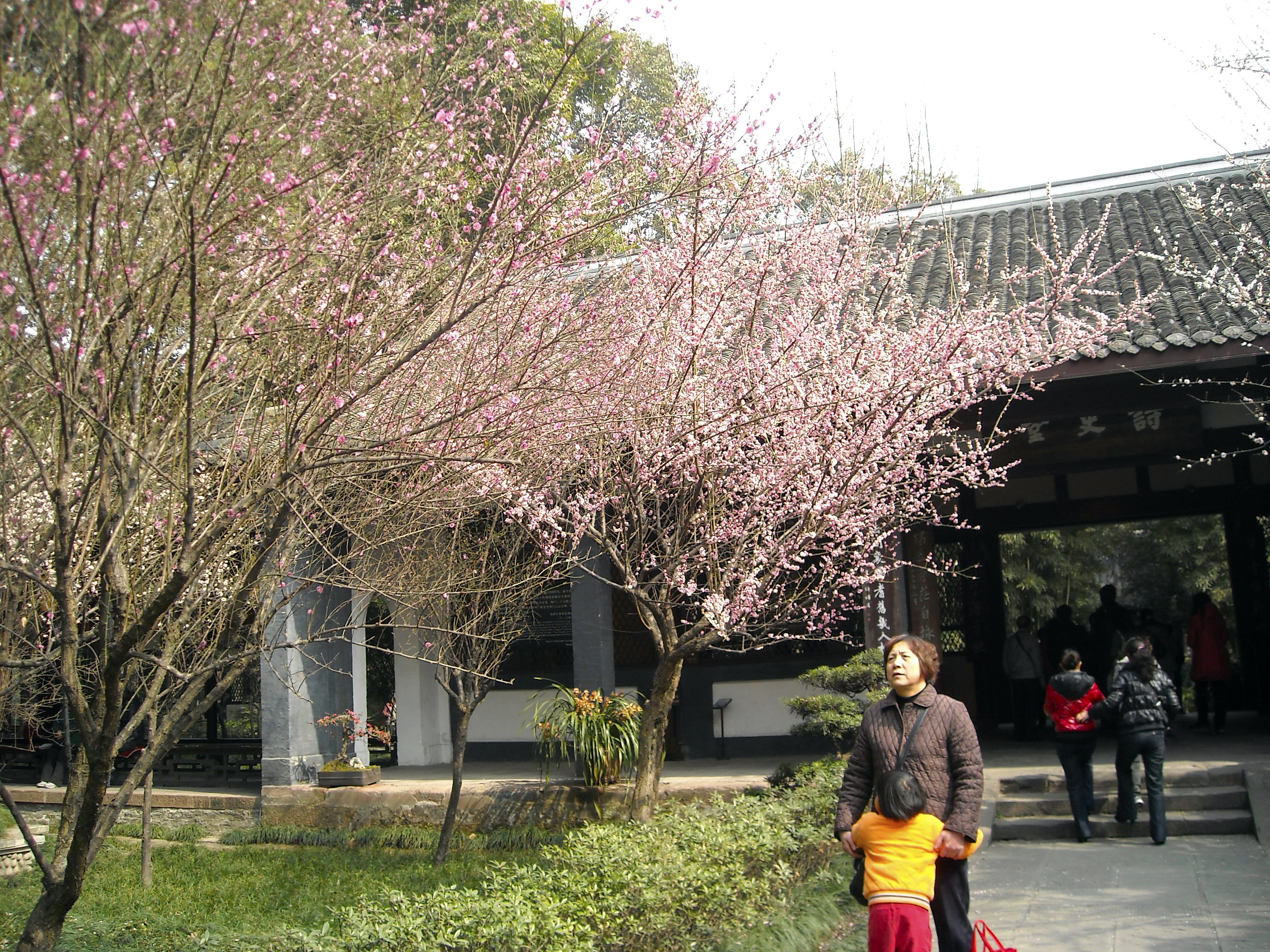 成都杜甫草堂一日游,到成都必须玩的景点是哪几个