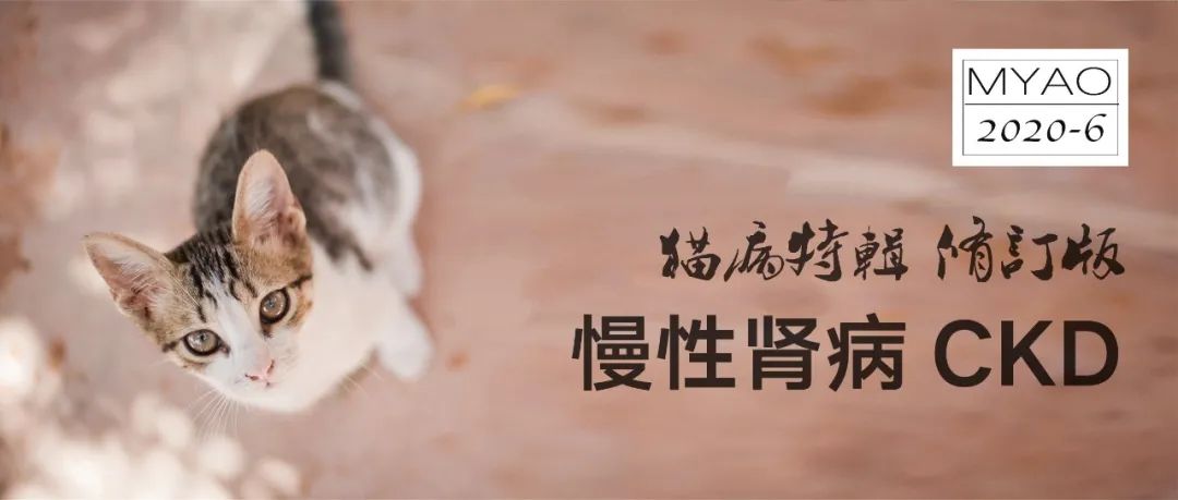 猫病视频,猫肾脏病视频大全