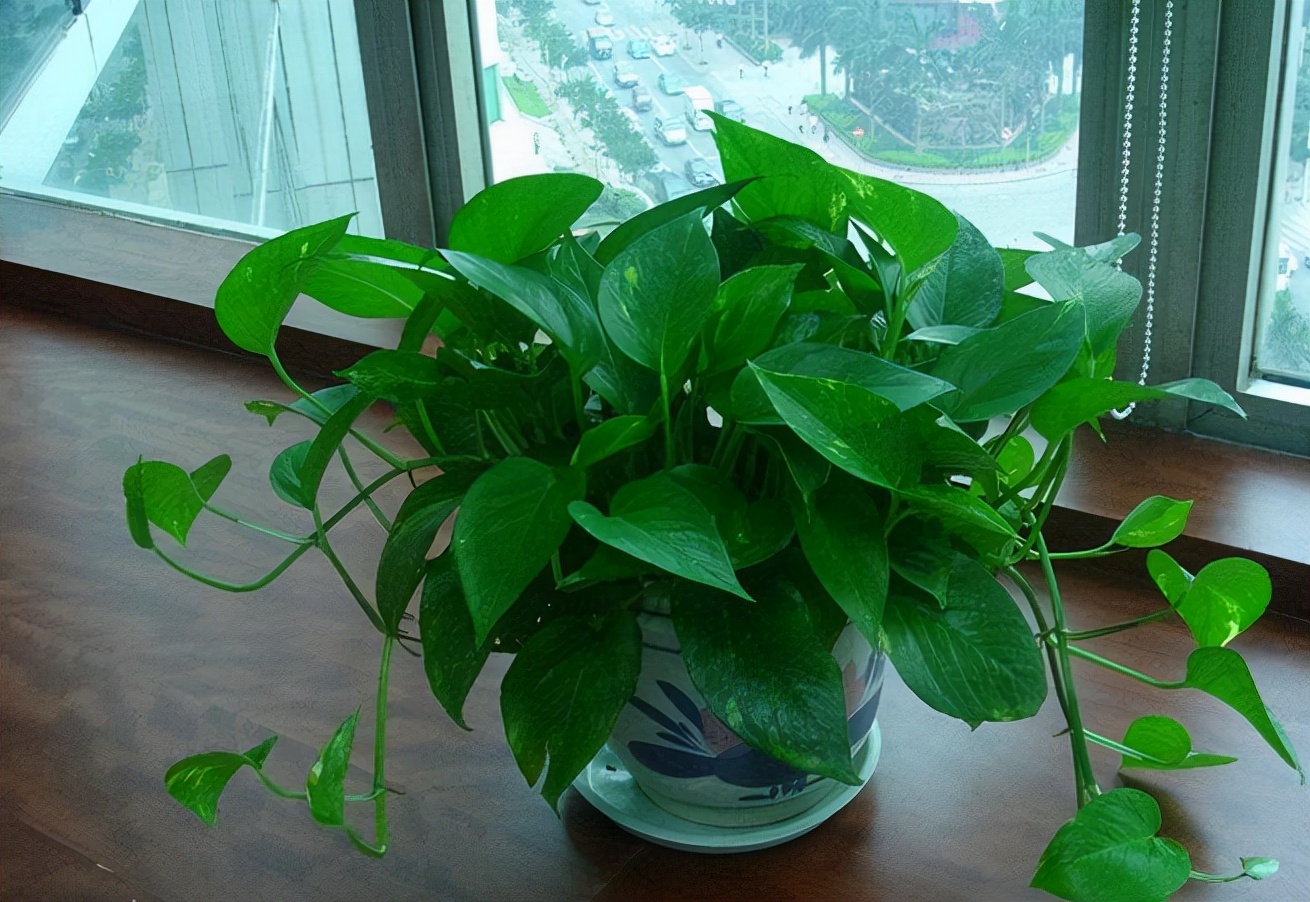 给人养殖什么花适合家养,什么花最好养又适合长期喝