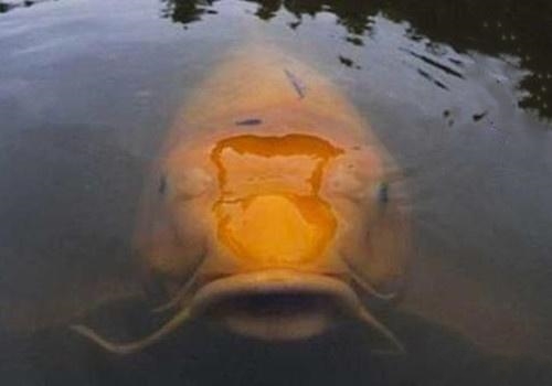 垂钓鲶鱼的实战经验,钓鱼鲶鱼用什么最好钓