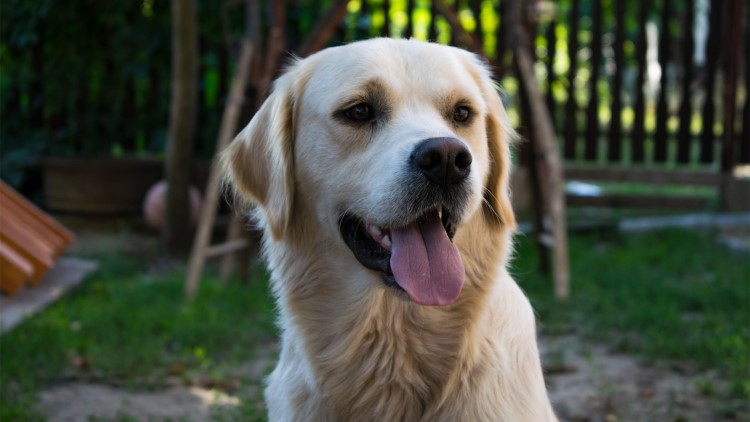 狗狗发际线后移咋办？不做对这4点就惨了