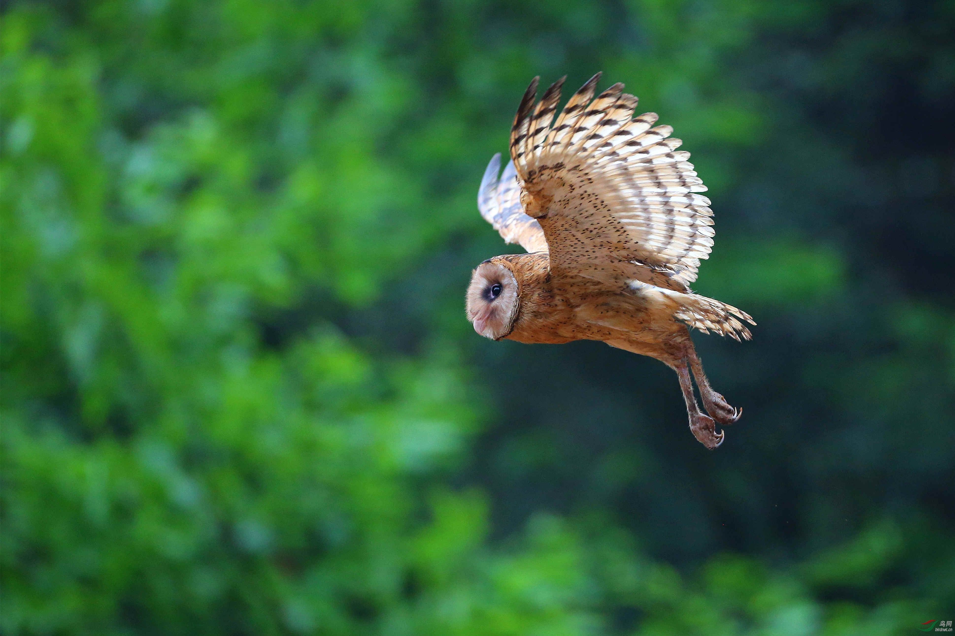 一只长着猴脸的鸟,长着猴子脸的鸟儿