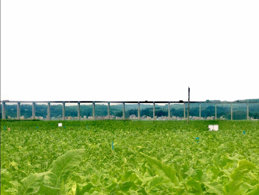 种下“绿叶子”   烤出“黄叶子”   换来“金票子”