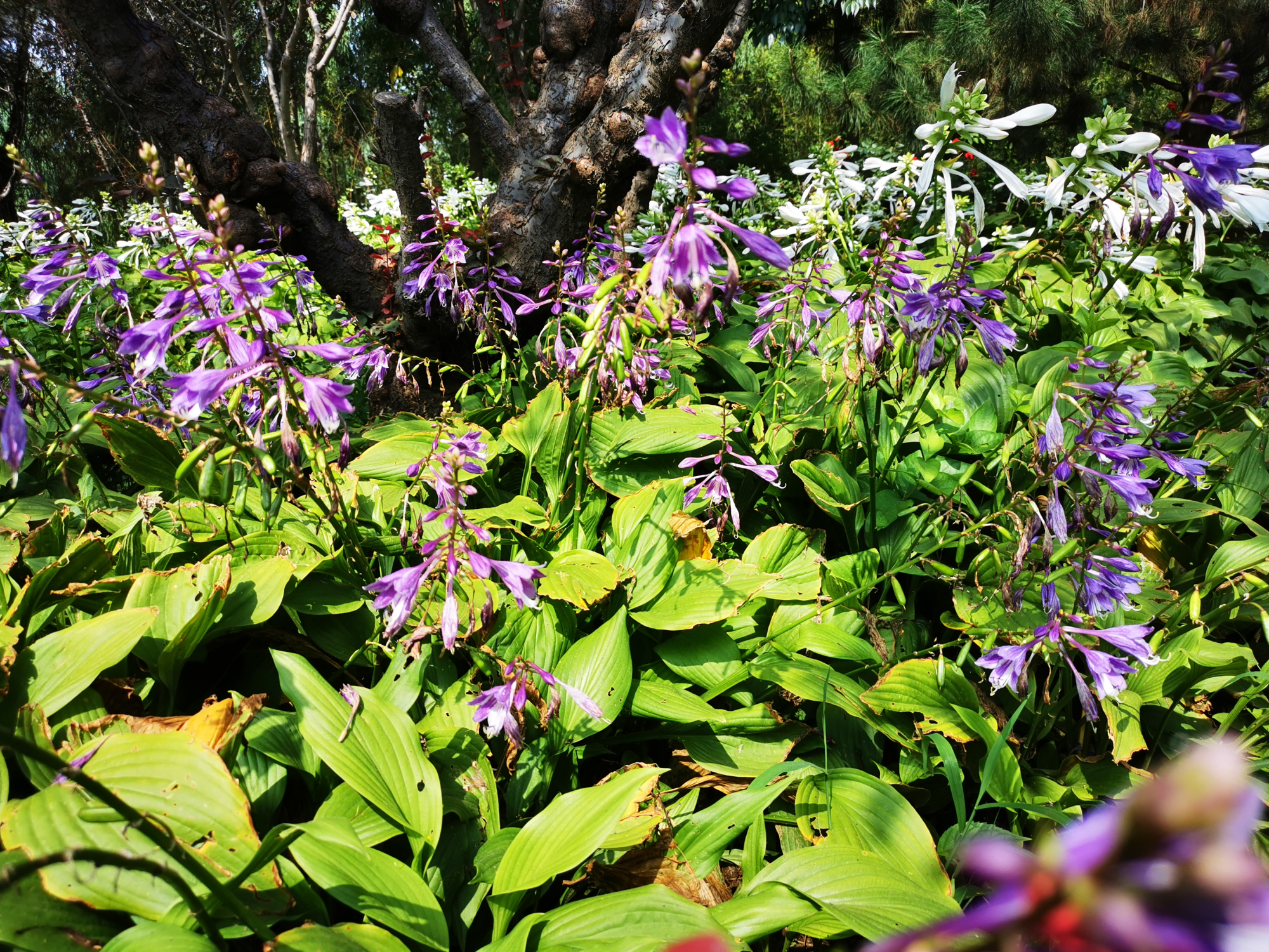 北京最大户外温泉,北京面积最大的温泉