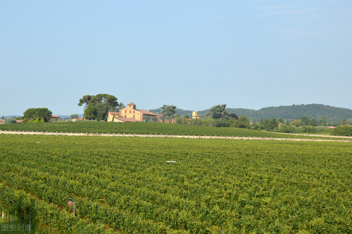 2023农村种植致富项目有哪些,农村致富种植项目