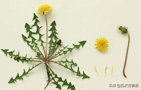 带你详细了解蒲公英,想了解一下蒲公英的图片