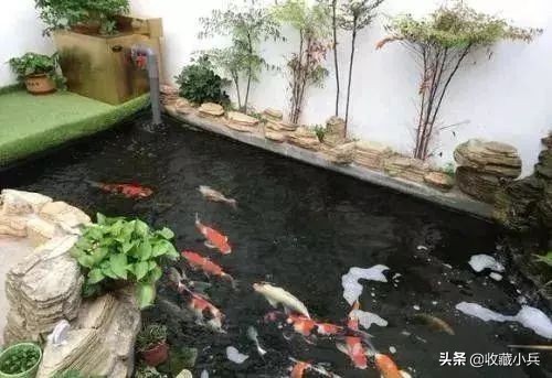 养锦鲤的十大注意事项,养锦鲤的10大忌