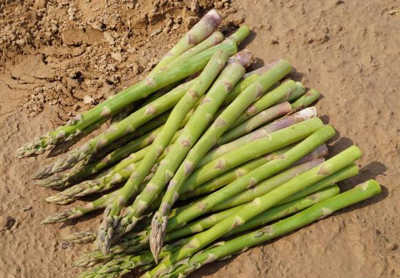 芦笋种上几年产量大,怎样种植芦笋收益大