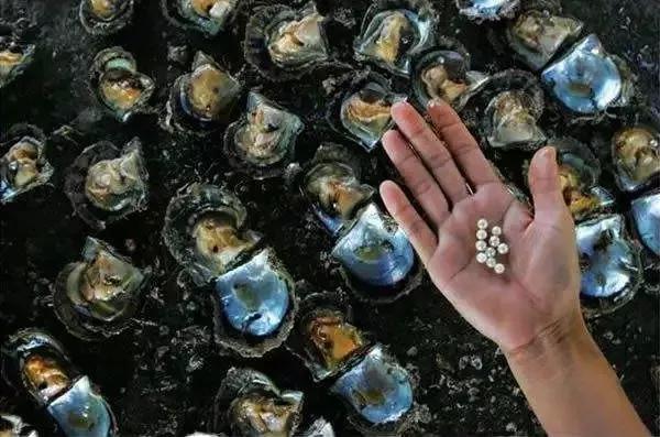 市场上99%的珍珠一碰就掉皮，还卖的死贵！这个“锅”谁来背？