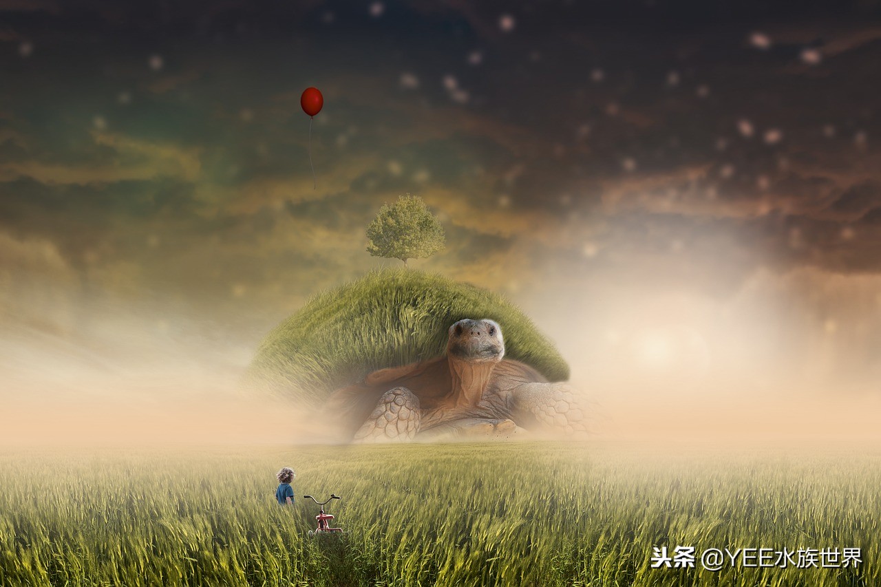 鱼和乌龟混养为啥鱼都死了,鱼跟乌龟混养最大的问题