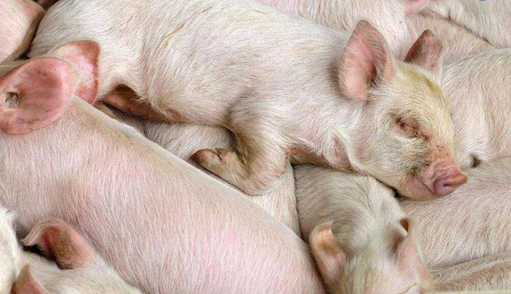 夏季高温猪容易中暑怎么办?四个妙招教你快速抢救