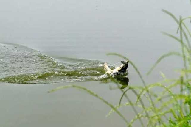 民间历史悠久,技术含量很高的渔猎绝技“打甲鱼”