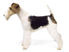 最受欢迎的四大宠物狗你养了吗,比较可爱乖巧的宠物狗有哪些